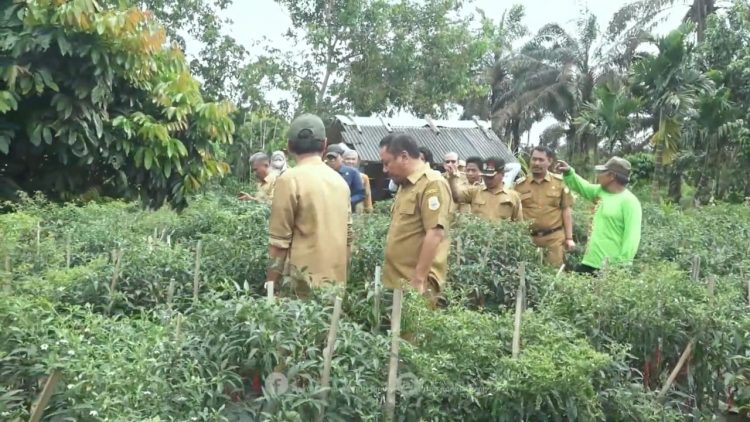 Pemkab Tanjab Timur Gelar Panen Cabai di Desa Kota Baru